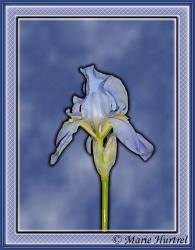 © M.C.Hurtrel - Iris