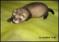 La sardine 40j