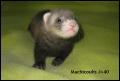 Machicoulis 40j