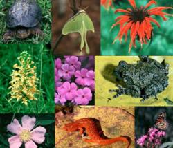 biodiversiter