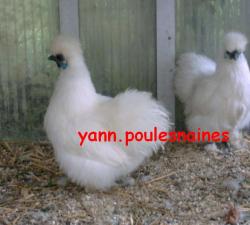NSNB poule 2004.JPG