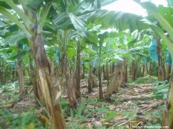 Plantations de bananes