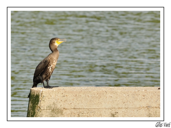 Cormoran.jpeg