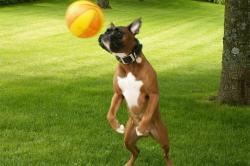 chien-joueur-foot-401122.jpg