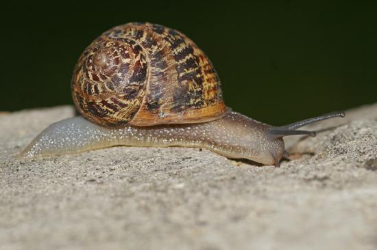 Le mollusque de la semaine - Page 2 71333372escargots-petit-gris-camargue-08-04-2-web-jpg