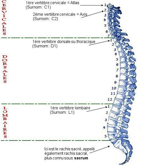 Quel faire les exercices pour que le dos ne soit pas malade