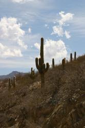 cactus de los cardones