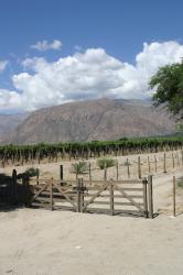 vignoble de Cafayate