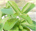 stevia.gif