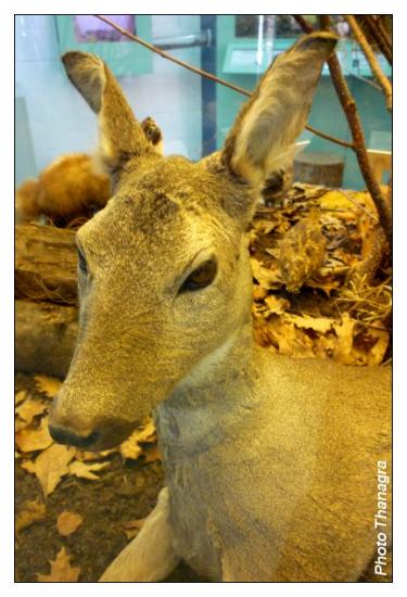 La biche