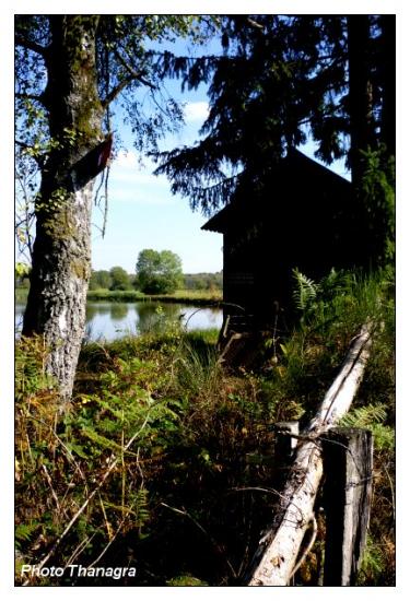 En forêt