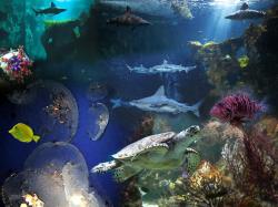 Aquarium de La Rochelle