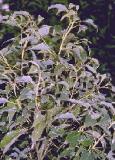 HUILE ESSENTIELLE de Camphre