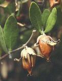 HUILE VEGETALE de jojoba - France-Nature - Aromathérapie