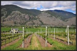 Vignes
