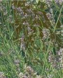 ELIXIR FLORAL de Lavande - France-Nature - Élixirs floraux