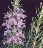ELIXIR FLORAL de Romarin - France-Nature - Élixirs floraux