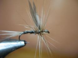 La mouche d'ornans