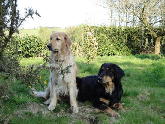 Notre élevage de chiens de race Hovawart - des Landes de Notre élevage de chiens de race Hovawart - des Landes de