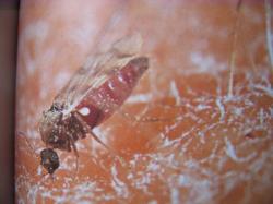 Culicoides sp. (Famille des Ceratopogonidae) Cred.ph.Alain-Michel.Bea Le Moulin de Prey VI-2010