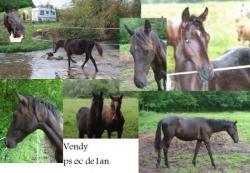 vendy