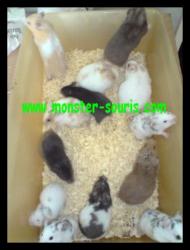  hamster monster-souris