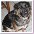 Bouka, chienne &agrave; adopter