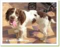 T&eacute;o, springer &agrave; adopter