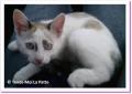 Farine, chaton &agrave; adopter