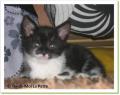 chamalow, chaton &agrave; adopter
