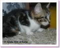 Chamade, chaton &agrave; adopter