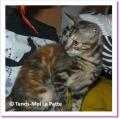 Epice, chaton &agrave; adopter
