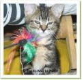 Sacha, chaton &agrave; adopter