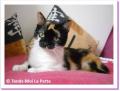 Miquette, chat &agrave; adopter !