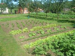 un joli jardin potager dans le village