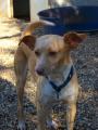 Podencos � adopter, les photos