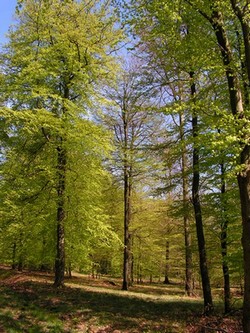 For&ecirc;t