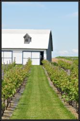 Vignes qu&eacute;becoises
