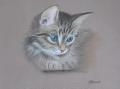 chaton pastel sur pastelmat 30x24 DISPONIBLE