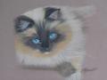 chat pastel sur pastelmat 30x24 DISPONIBLE