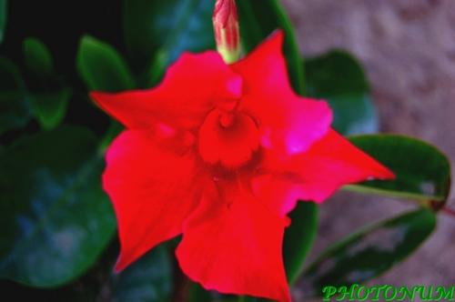 DIPLADENIA SUNDAVILLE