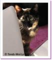 Dora, chat &agrave; adopter !