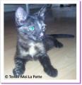 Lilou, chaton &agrave; adopter