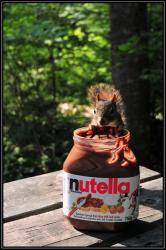 Les &eacute;cureuils aussi aiment le Nutella