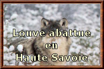 Louve abattue en Haute-savoie