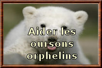 Aider les oursons orphelins