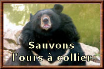 Sauvons l'ours � collier