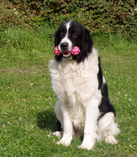 dressage chien jumieges